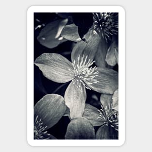 Clematis in Monochrome Sticker